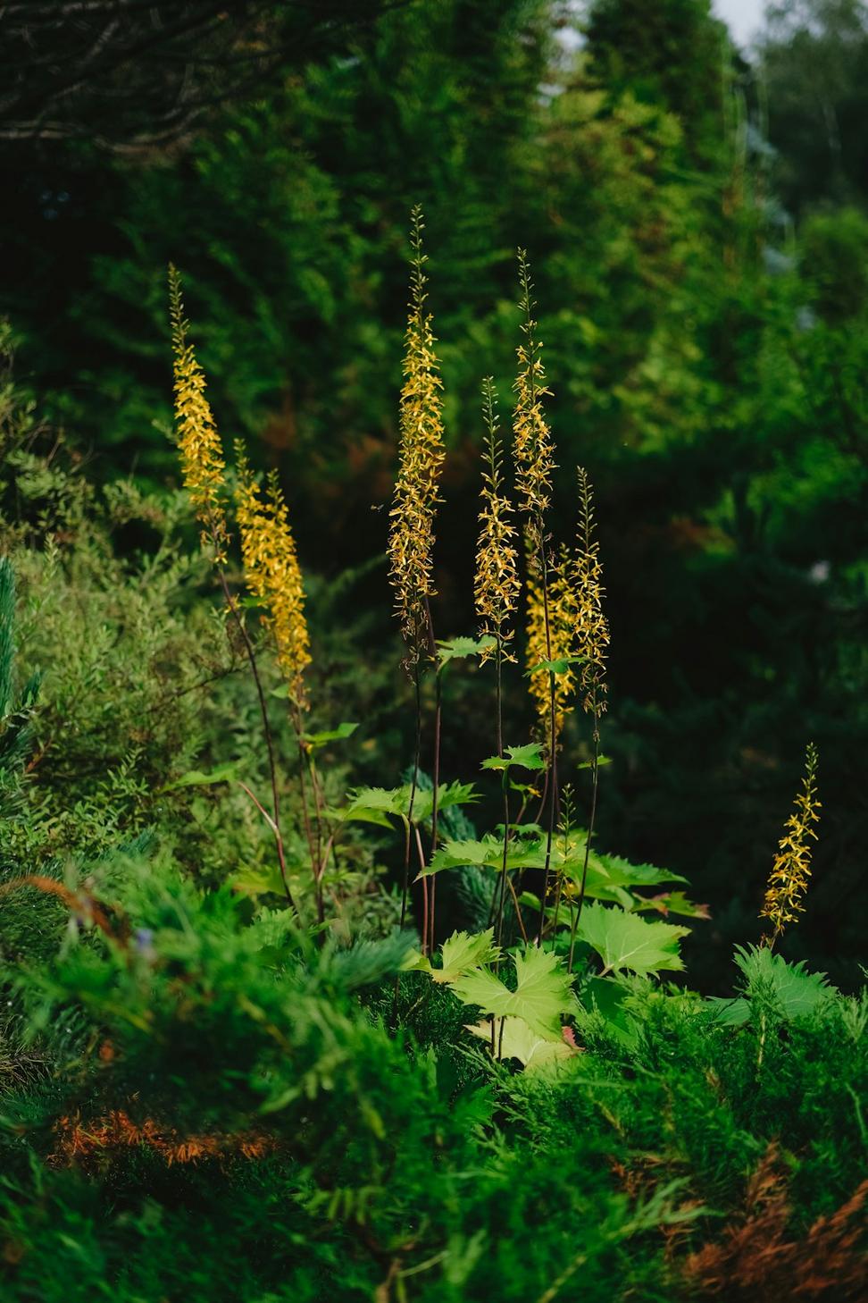 Native landscaping